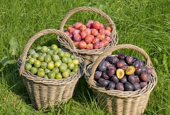 Mengenal Buah-buahan Rendah Gula!