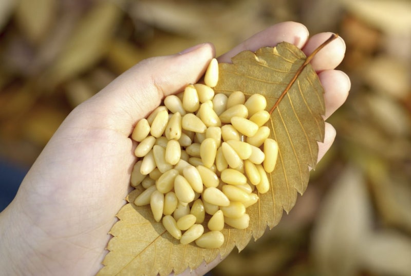 Manfaat Kacang Pinus Musim Gugur dan Musim Dingin