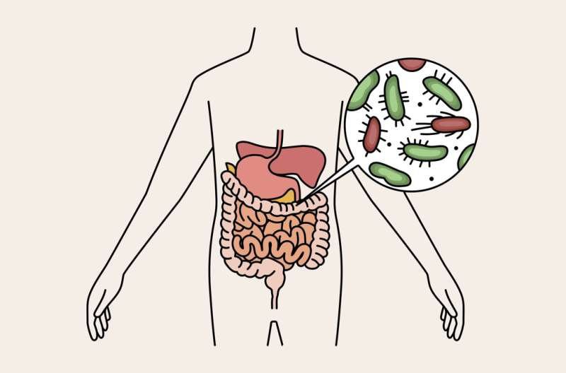면역력 높이고 체중 감량 돕는 ‘프리바이오틱스’ 5가지 알아보기