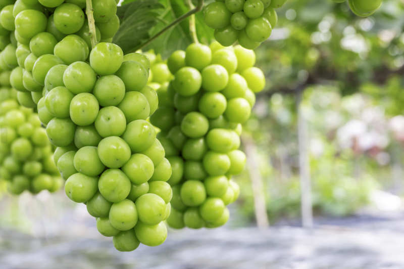 Cara Sehat Mengonsumsi Buah dan Sayur 사진 3